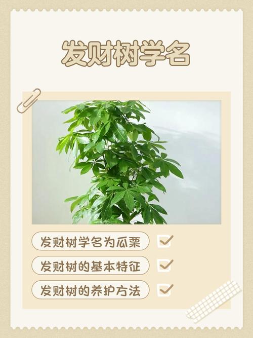 发财树品种多？哪种适合家里养？-图1