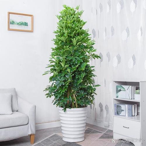 发财树品种多？哪种适合家里养？-图2