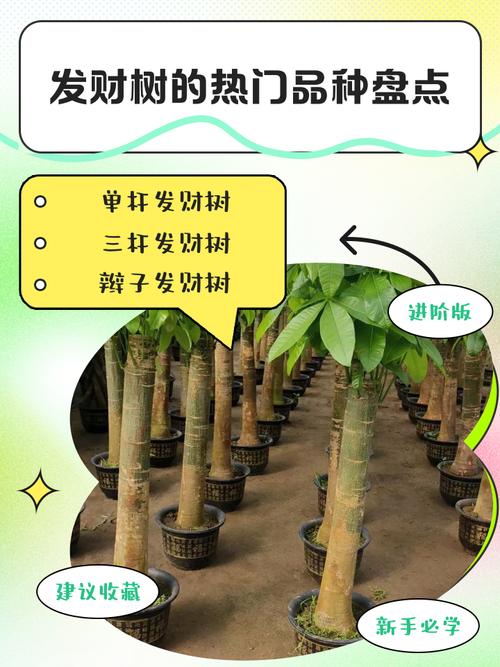 发财树品种多？哪种适合家里养？-图3
