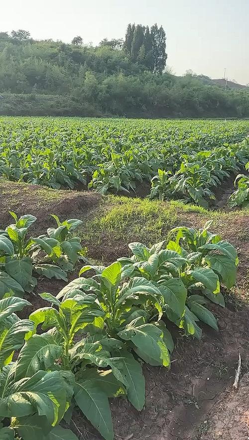 CCTE7烟叶种植技术要点有哪些?-图1 CCTE7烟叶种植技术要点有哪些?-图1