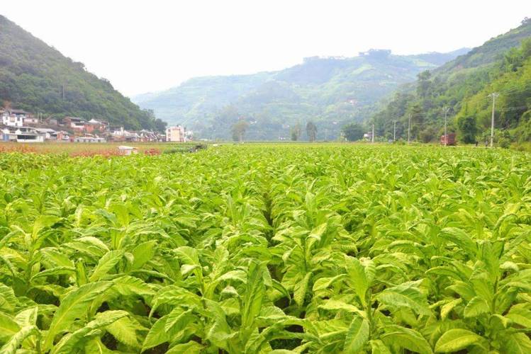 CCTE7烟叶种植技术要点有哪些?-图2 CCTE7烟叶种植技术要点有哪些?-图2