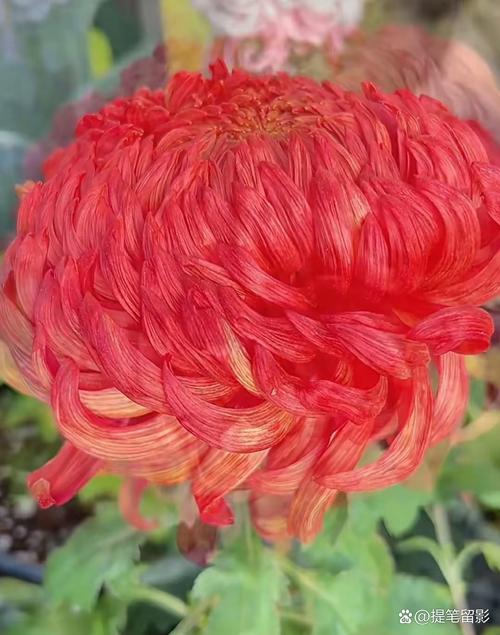 红菊花有哪些常见品种?-图2 红菊花有哪些常见品种?-图2