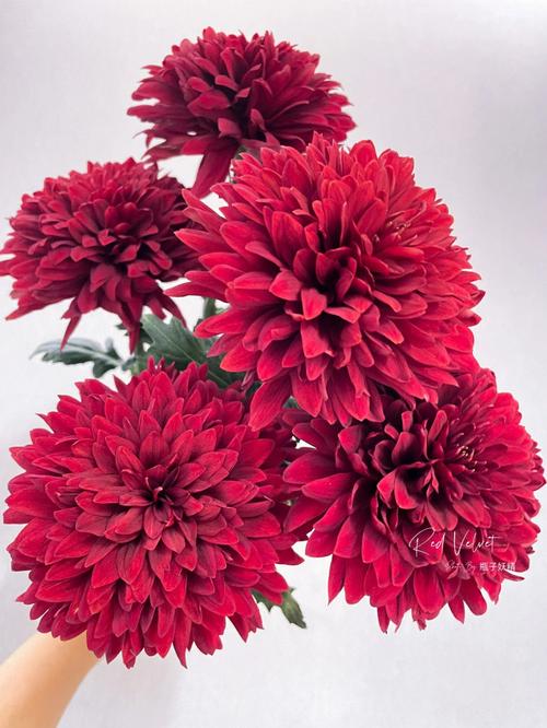 红菊花有哪些常见品种?-图3 红菊花有哪些常见品种?-图3