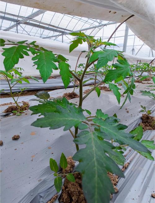 春季西红柿栽培技术视频有哪些关键要点?-图2 春季西红柿栽培技术视频有哪些关键要点?-图2