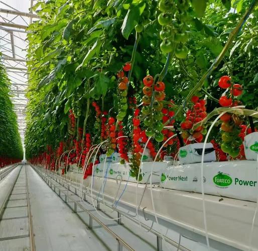 春季西红柿栽培技术视频有哪些关键要点?-图1 春季西红柿栽培技术视频有哪些关键要点?-图1