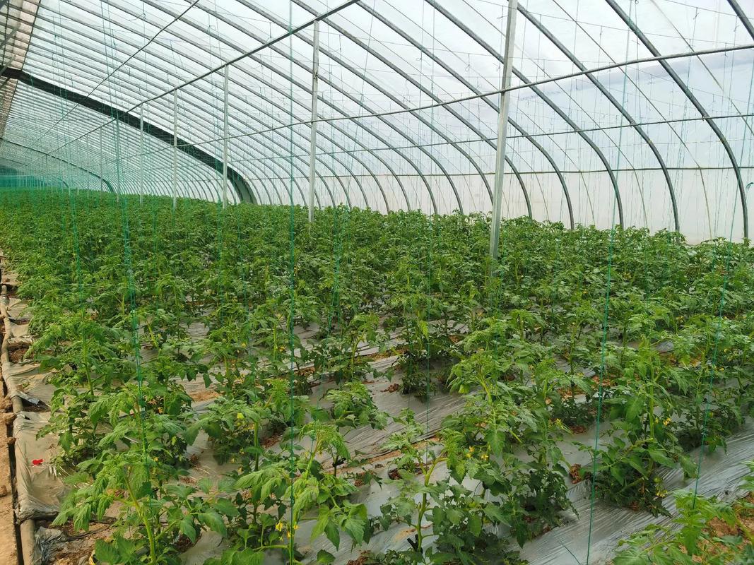 春季西红柿栽培技术视频有哪些关键要点?-图3 春季西红柿栽培技术视频有哪些关键要点?-图3