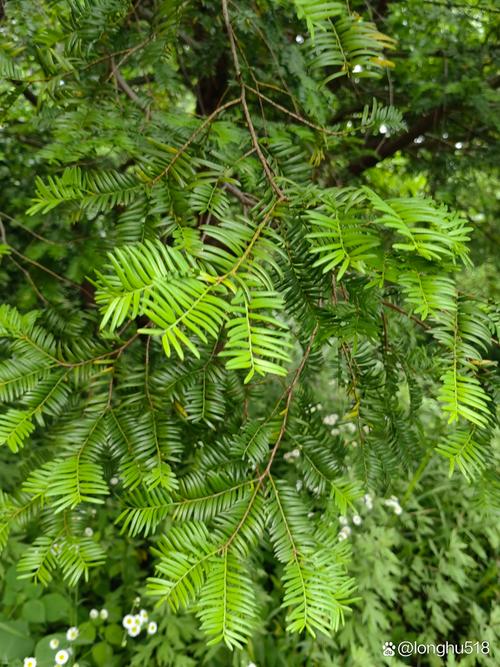 生叶红豆杉究竟是什么品种?-图2 生叶红豆杉究竟是什么品种?-图2