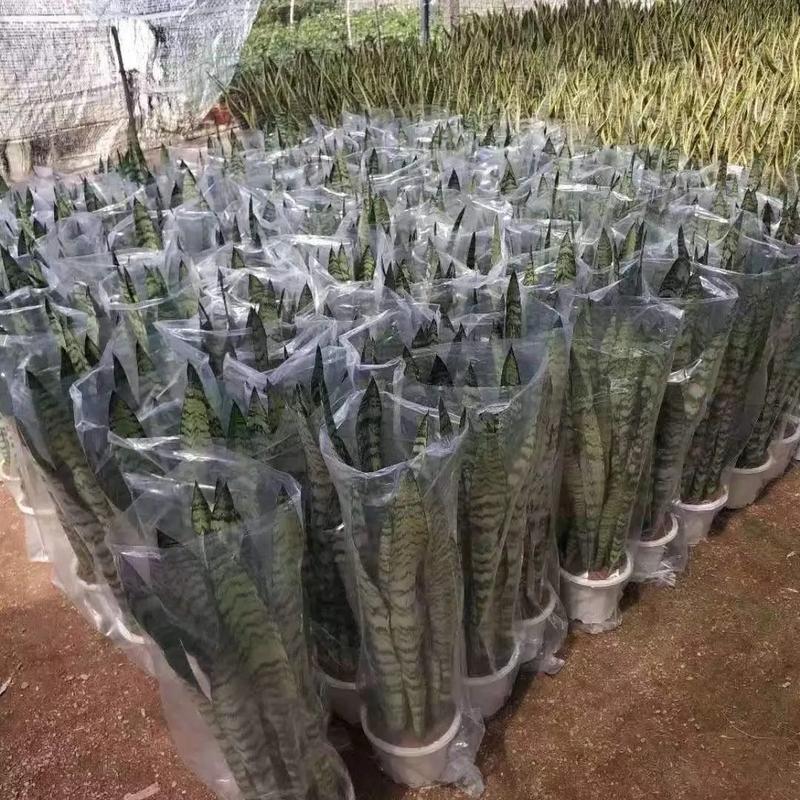 银脉虎皮兰是原始品种吗?-图1 银脉虎皮兰是原始品种吗?-图1