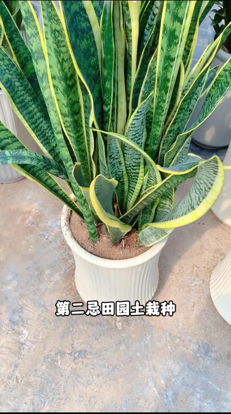 银脉虎皮兰是原始品种吗?-图3 银脉虎皮兰是原始品种吗?-图3
