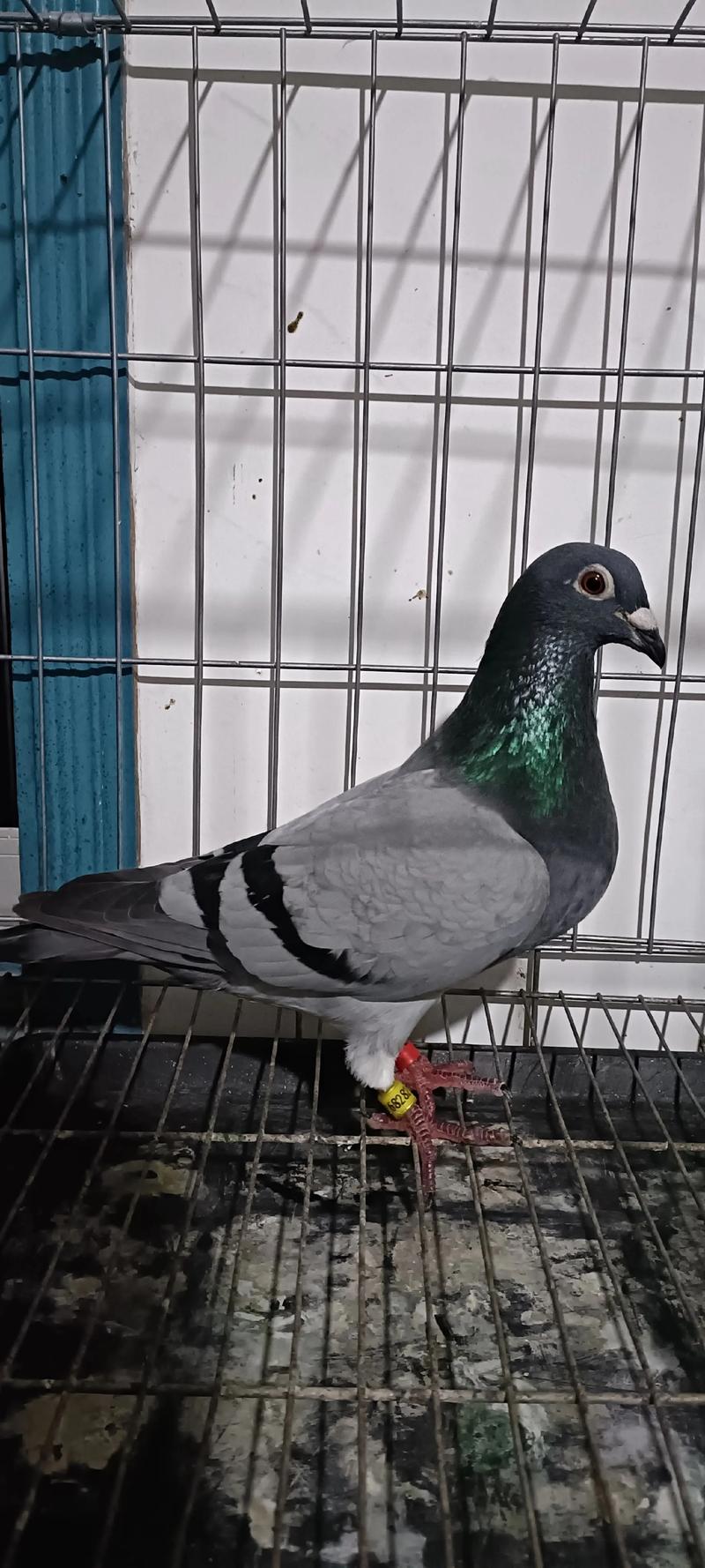 2025年6月乳鸽价格会涨还是跌？-图3