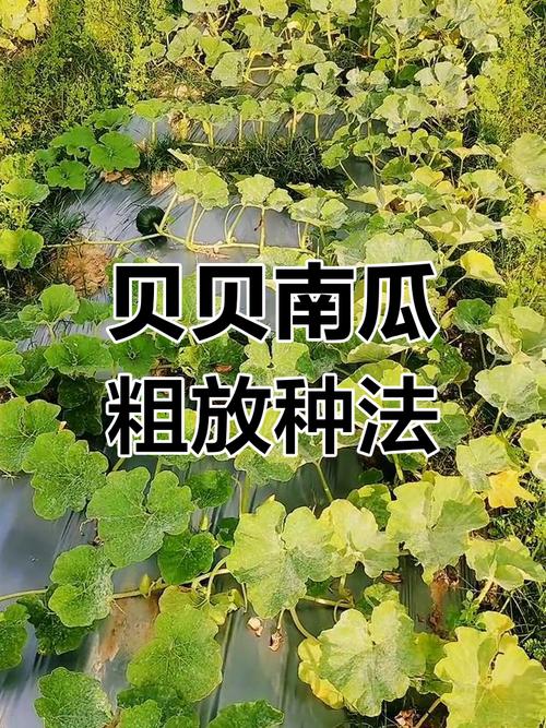 露地南瓜种植技术视频要点有哪些？-图1