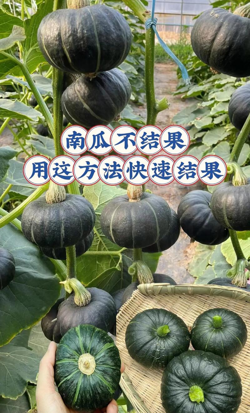 露地南瓜种植技术视频要点有哪些？-图3