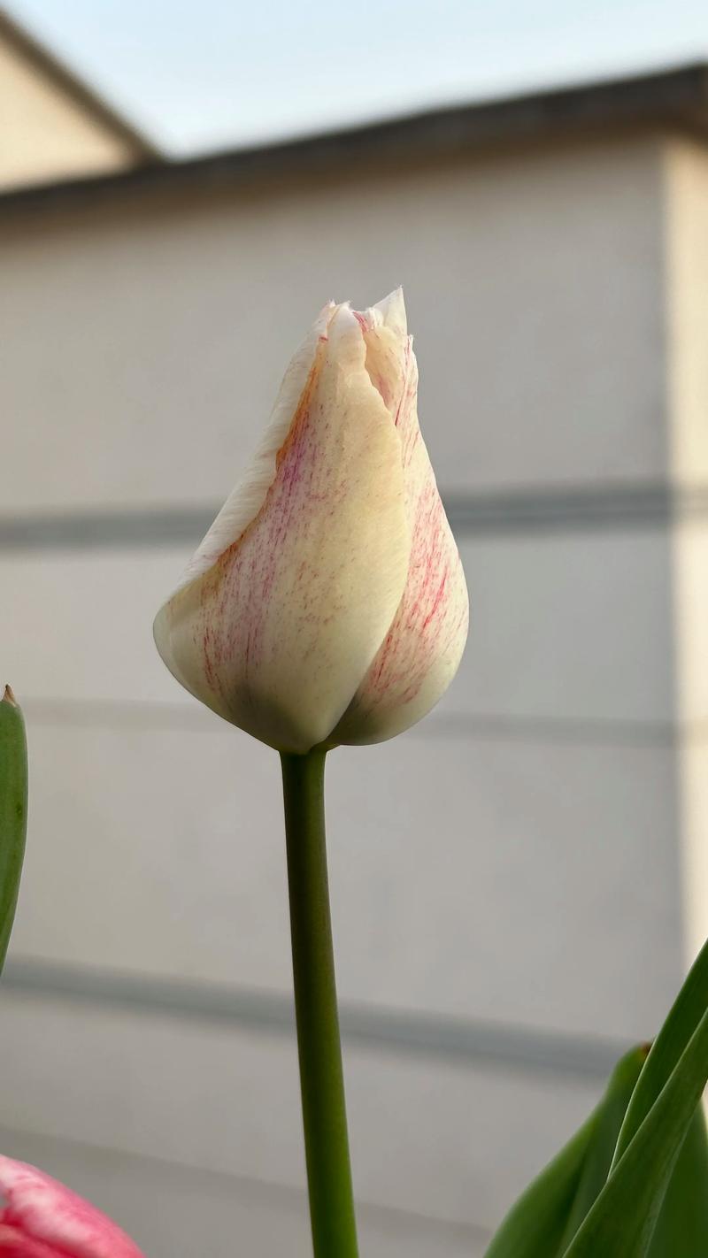 郁金香最稀有品种是什么？-图3