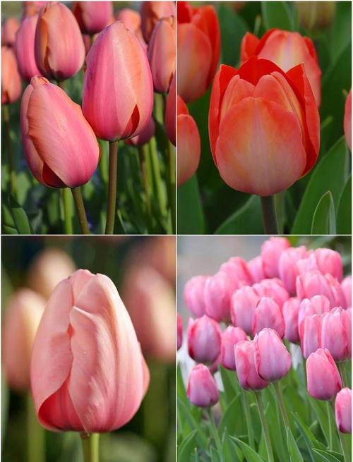 郁金香最稀有品种是什么？-图1