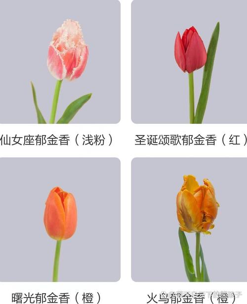 郁金香最稀有品种是什么？-图2