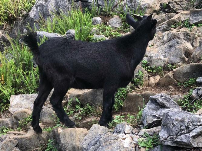 甘肃黑山羊是哪个品种?-图3 甘肃黑山羊是哪个品种?-图3