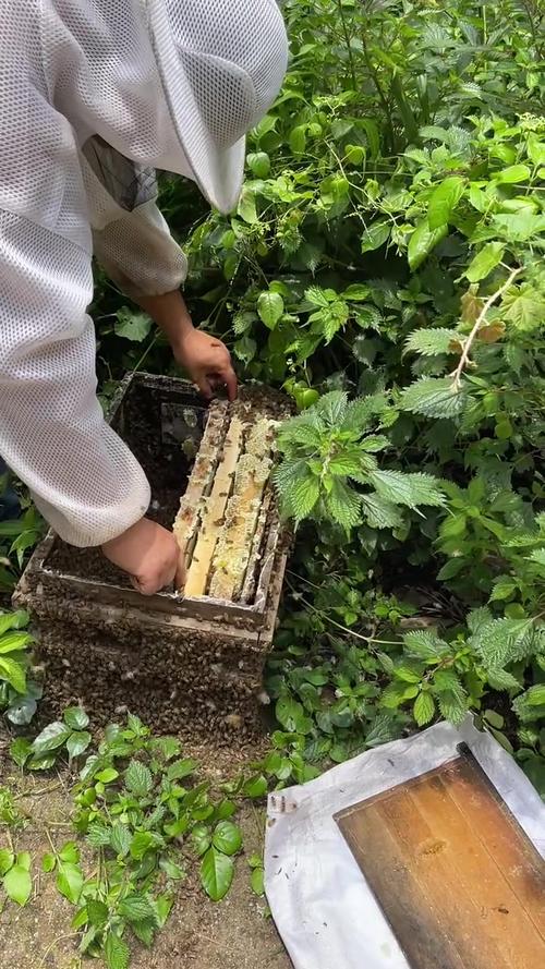 中华蜂养蜂技术视频全集有哪些核心要点？-图2