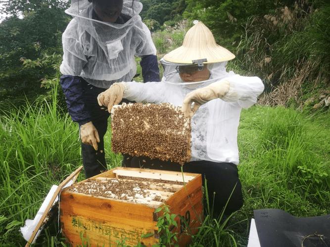 中华蜂养蜂技术视频全集有哪些核心要点？-图3