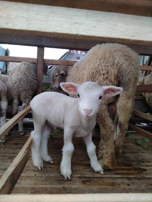 白山羊养殖技术哪里免费下载？-图1