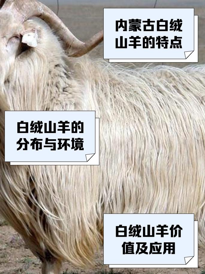 白山羊养殖技术哪里免费下载？-图3