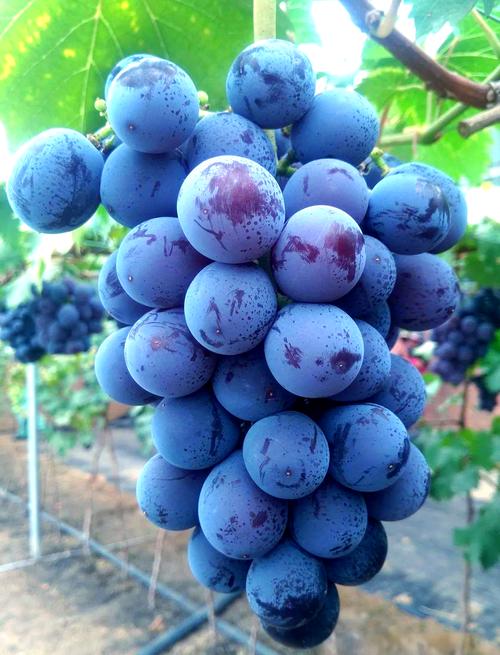 12月成熟葡萄品种有哪些？-图2