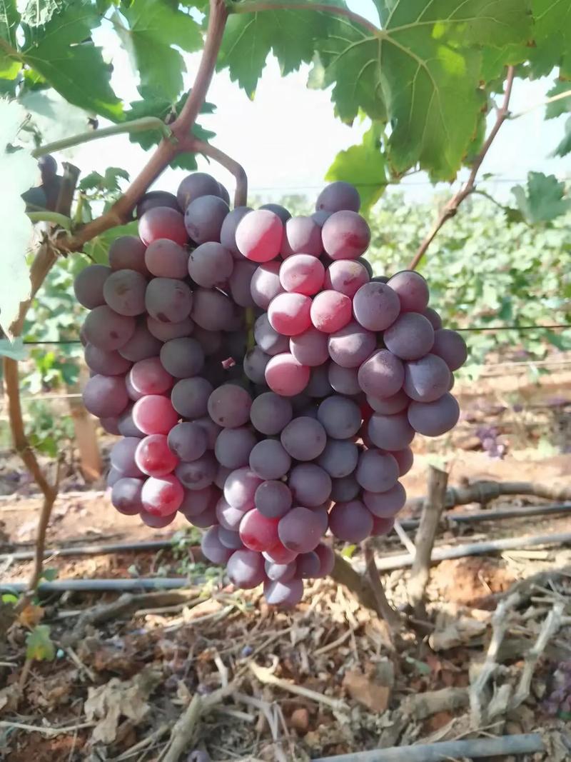 12月成熟葡萄品种有哪些？-图3
