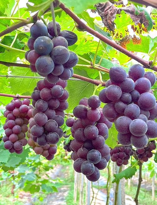 12月成熟葡萄品种有哪些？-图1