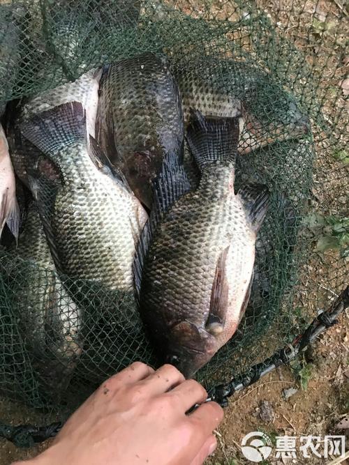 广西吉富罗非鱼养殖技术有哪些关键要点？-图1