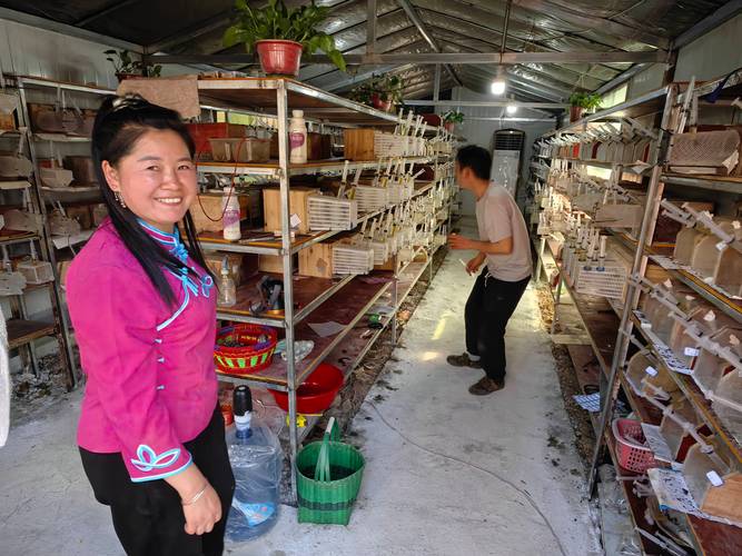 广西马蜂养殖技术要点有哪些?-图1 广西马蜂养殖技术要点有哪些?-图1