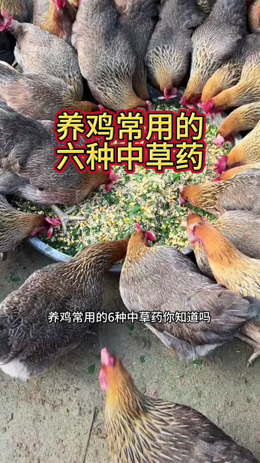 中药养鸡配方如何配才高效？-图3