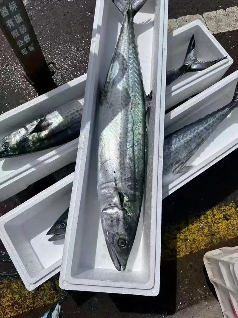 2025年大鲅鱼价格会涨还是跌？-图1