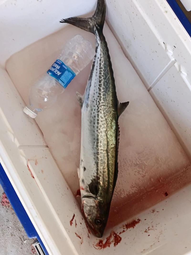 2025年大鲅鱼价格会涨还是跌？-图2