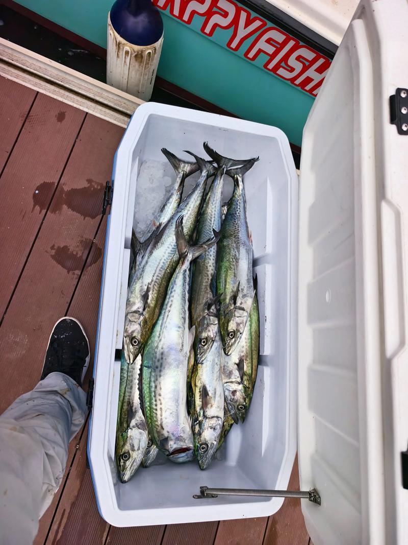 2025年大鲅鱼价格会涨还是跌？-图3