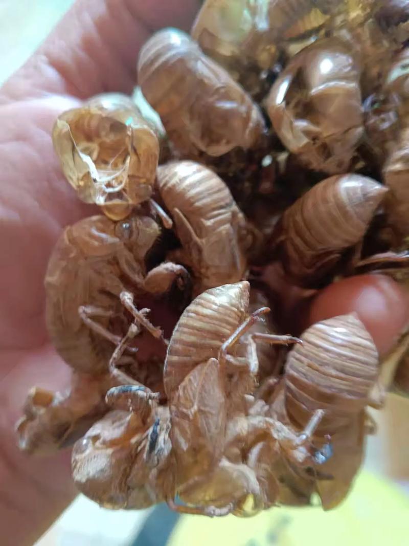 地龙养殖前景与当前价格走势如何?-图1 地龙养殖前景与当前价格走势如何?-图1