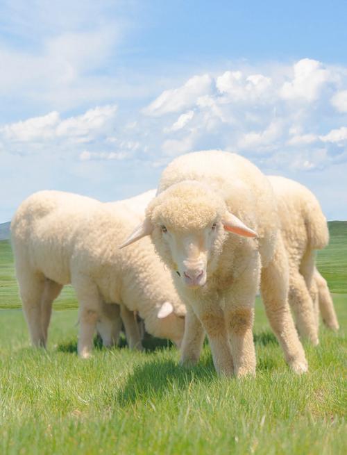 安徽适合养什么羊品种？-图2