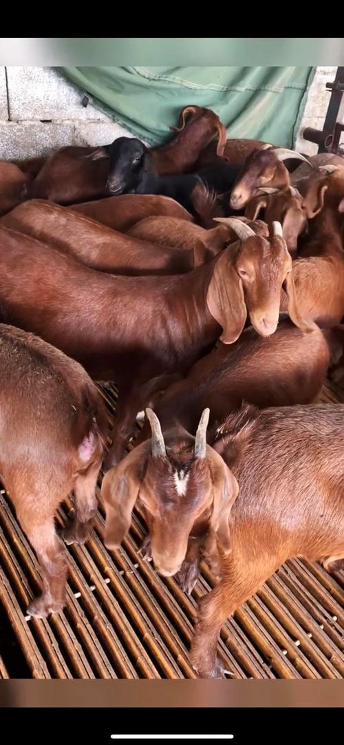 安徽适合养什么羊品种？-图1