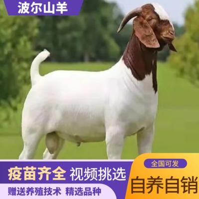 安徽适合养什么羊品种？-图3