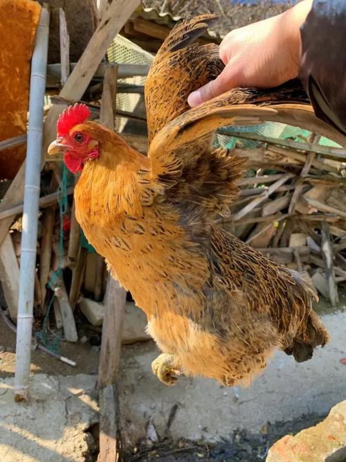 四川哪里能买到正宗老品种土鸡？-图1