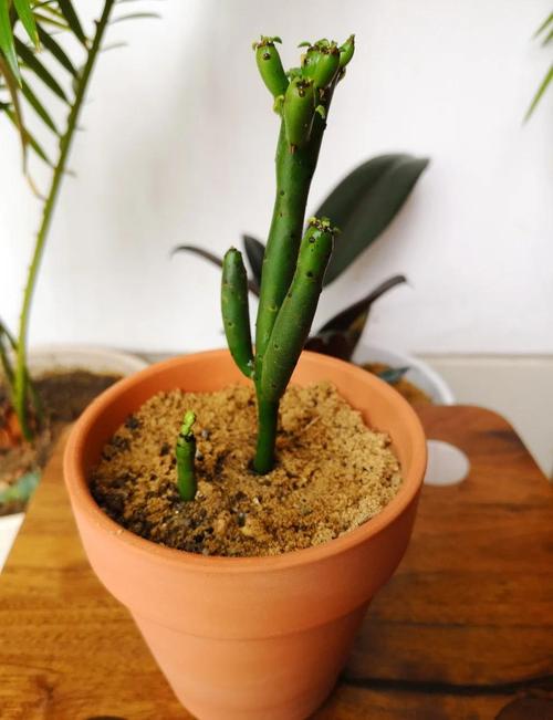 光棍树秋季扦插,成活率关键在哪些细节?-图1 光棍树秋季扦插,成活率关键在哪些细节?-图1