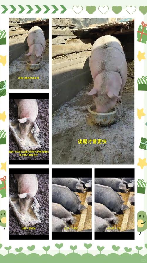 养猪技术视频有哪些？-图3