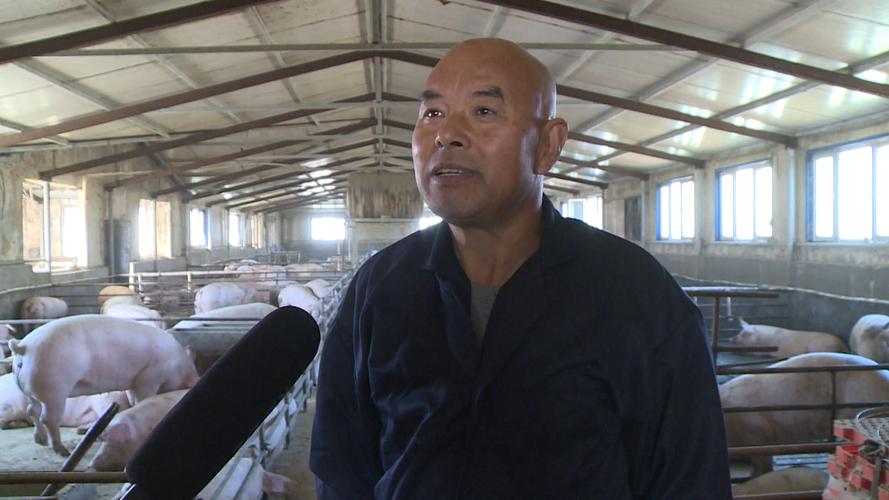 养猪技术视频有哪些？-图2