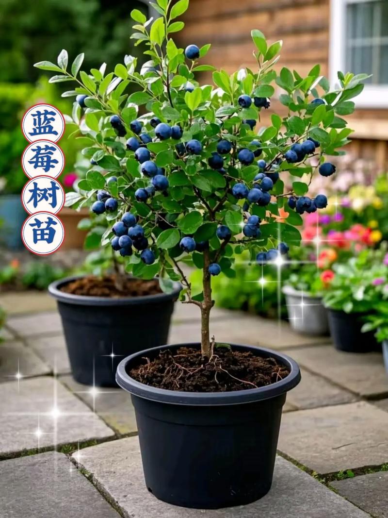 四川盆栽蓝莓选什么品种好？-图1