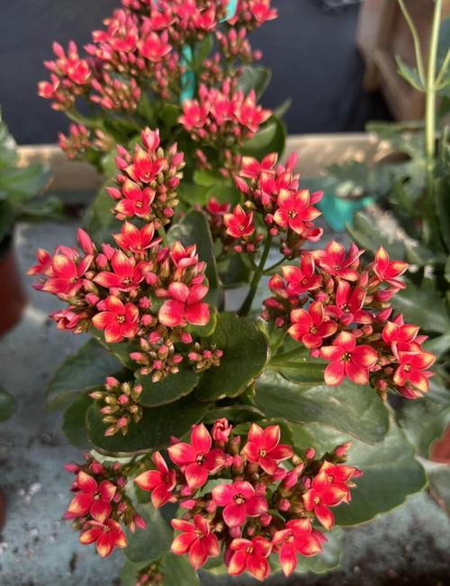 圆叶长寿花品种名是什么?-图3 圆叶长寿花品种名是什么?-图3