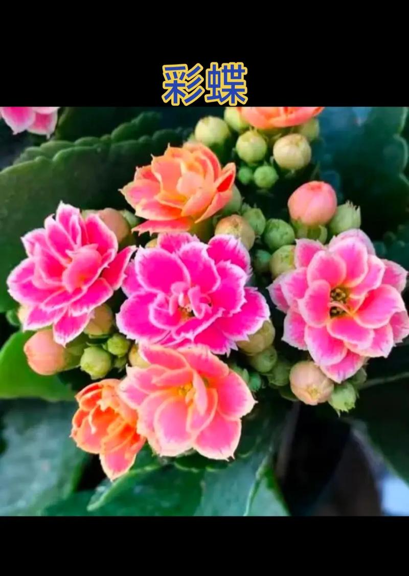 圆叶长寿花品种名是什么？-图2