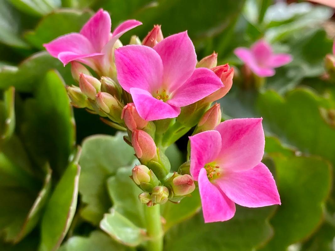 圆叶长寿花品种名是什么?-图1 圆叶长寿花品种名是什么?-图1