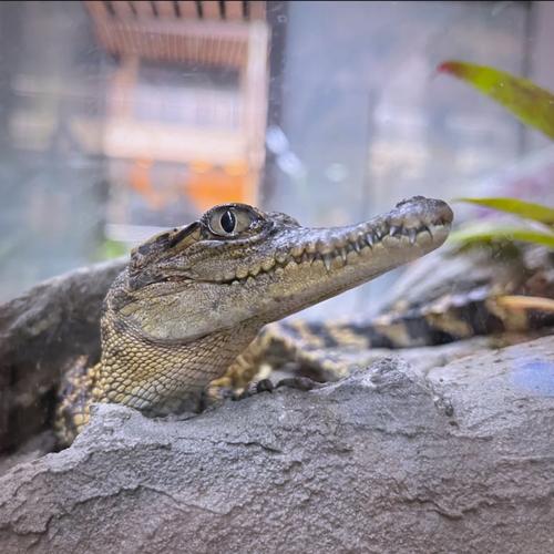 鳄鱼宠物品种怎么选？-图3
