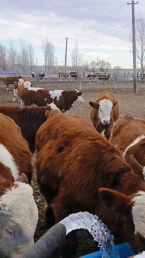 东北养啥牛品种长得大?-图1 东北养啥牛品种长得大?-图1