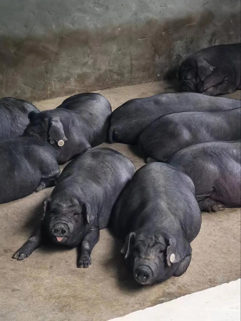 黑猪配什么品种能出花猪？-图2