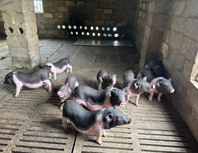 黑猪配什么品种能出花猪?-图1 黑猪配什么品种能出花猪?-图1