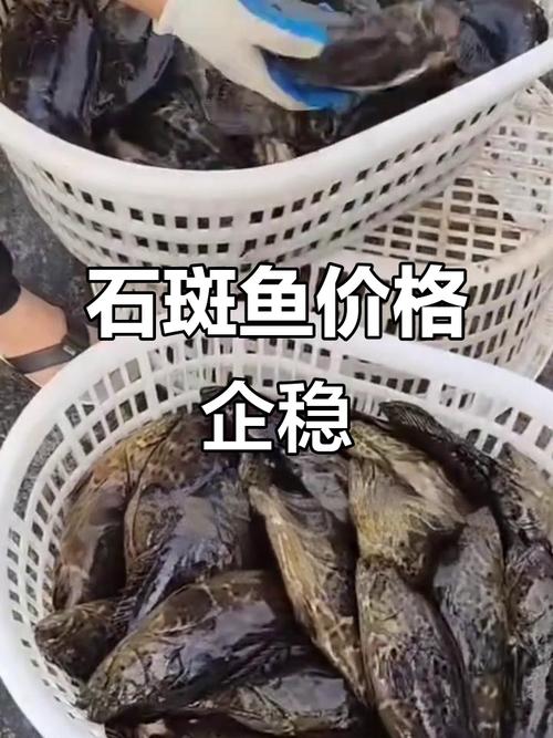 海南石斑鱼价格2025-图2